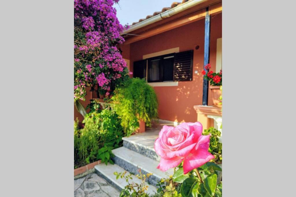 Rose Garden Melíkia